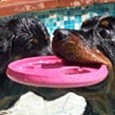 Fun with the Rotties